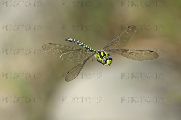 Emperor dragonfly (Anax imperator), in flight, Selger Moor, Canton Zurich, Switzerland, Europe