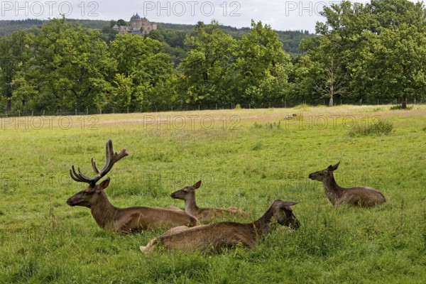European red deer (Cervus elaphus) captive in Sababurg Zoo, Hofgeismar, Reinhardswald, Hesse,