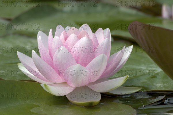 Waterlily (Nymphaea)