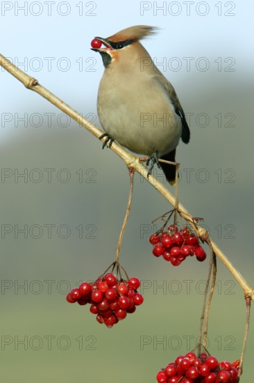 Bohemian Waxwing (Bombycilla garrulus) picking Common Snowball berries, Lower Saxony, Germany,