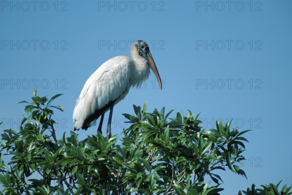 Woodstork (Mycteria americana), Cork Screw Swamps, Florida, USA, side, North America