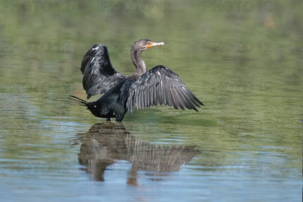 Olivaceus Cormorant, Sanibel Island, Florida, USA (Phalacrocorax olivaceus)
