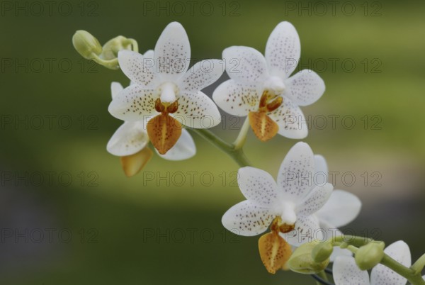 Orchid (Phalaenopsis) blossoms