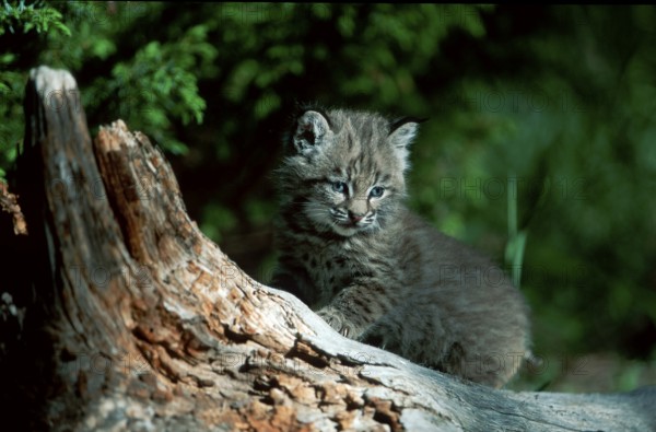 Bobcat (Lynx rufus) cub