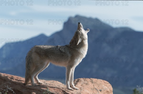 Coyote (Canis latrans), Utah, USA, side, North America