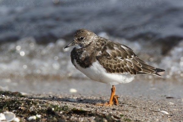 Ruddy turnstone (Arenaria interpres), foraging in the mudflats, Lower Saxon Wadden Sea National