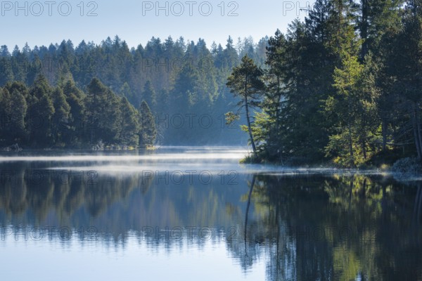 Pines and spruces line the shore of the mirror-smooth Étang de la Gruère moorland lake covered in