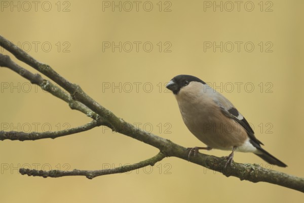 Female eurasian bullfinch (Pyrrhula pyrrhula) in Bad Schönborn, Baden-Württemberg, Germany, Europe