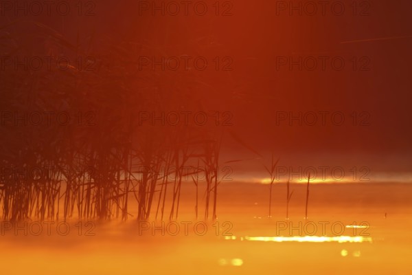 Sunrise over a lake in Mecklenburg, Müritz National Park, Mecklenburg-Vorpommern, Germany, Europe