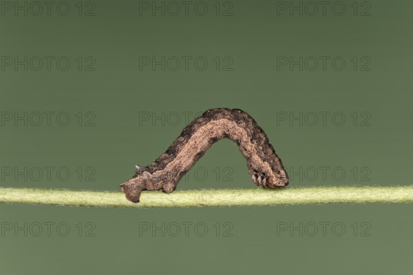 Caterpillar of the great stone moth (Gnophos furvata), Valais, Switzerland, Europe