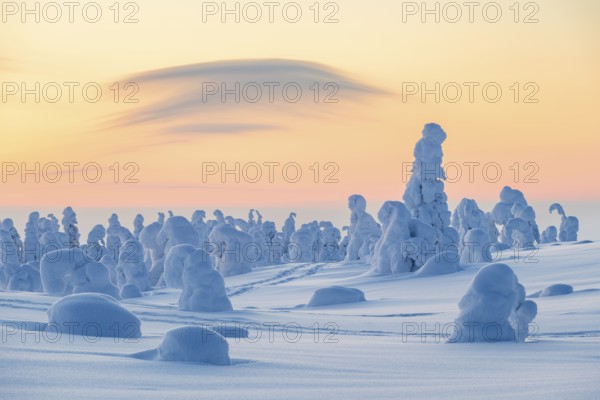 Snowed-in trees, winter landscape, Riisitunturi National Park, Posio, Lapland, Finland, Europe