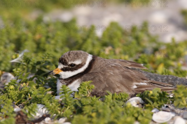 Ringed Plover (Charadrius hiaticula), adult bird on the clutch, Lower Saxony Wadden Sea National