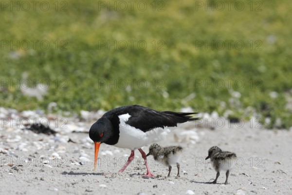 Eurasian oystercatcher (Haematopus ostralegus), adult bird with two chicks on the beach, Lower