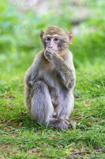Barbary macaque (Macaca sylvanus), juvenile, Occurrence in Morocco, captive, Rhineland-Palatinate,