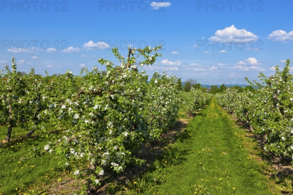 Orchards near Borthen
