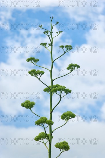 Agave (Agave Australis) in inflorescence, blooming, flowering, plant, flora, blue sky, medicine,