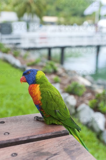 Rainbow Lorikeet (Trichoglossus moluccanus), Rainbow Lorikeet parrot, bird, tropical, fauna,