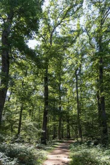 Summer in oak forest, Forest of Troncais. Allier department. Auvergne Rhone Alpes. France