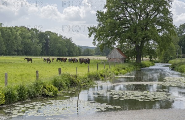 Münstersche Aa, Havixbeck, Münsterland, North Rhine-Westphalia, Germany, Europe