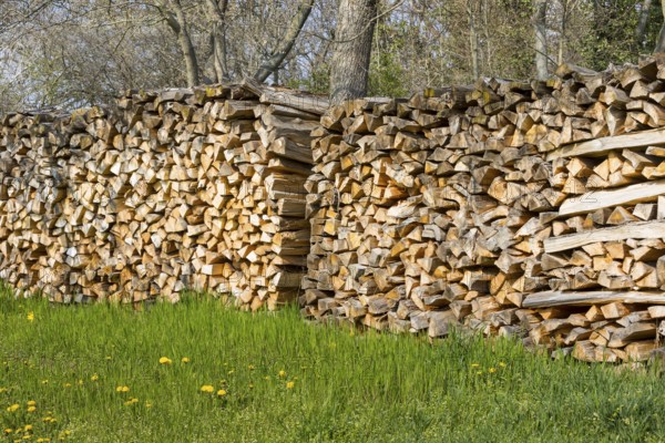 Stacked logs, Saxony, Germany, Europe