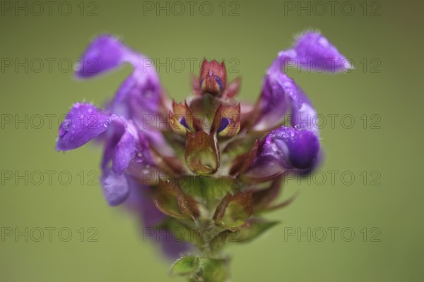 Common selfheal (Prunella vulgaris), detail, figure, face, flower, blossom, nature, Ständelberg,
