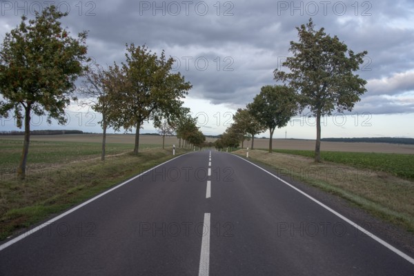 Empty country road, tree-lined avenue, Harz foreland, Saxony-Anhalt, Germany, Europe