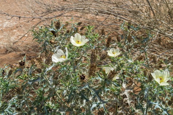 Prickly poppy (Argemone ochroleuca ochroleuca), Namib, Namibia, Africa