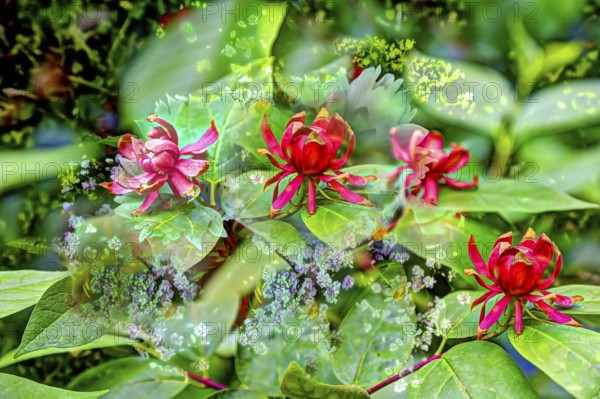 Real spice bush (Calycanthus floridus), oil painting, red flowers creative, different plants mixed,
