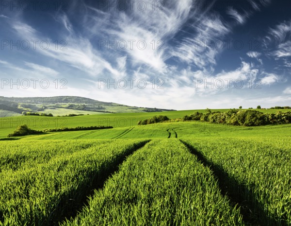 Vintage retro effect filtered hipster style image of Green fields of Moravia, Czech Republic,
