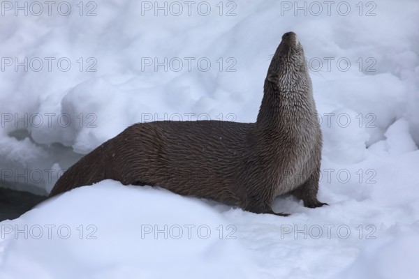 European otter (Lutra lutra) (C) in winter Ranua Wildlifw Park