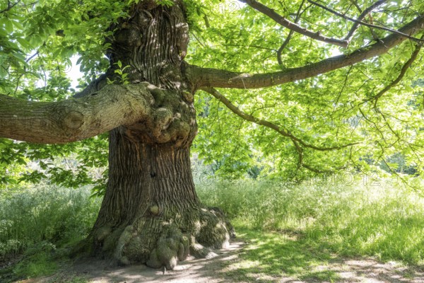Old oak tree (Quercus), Royal Botanic Gardens (Kew Gardens), UNESCO World Heritage Site, Kew,