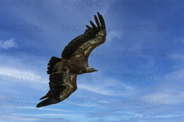 Griffon vulture (Gyps fulvus) in flight, Verdon Gorge, Provence, France, Europe