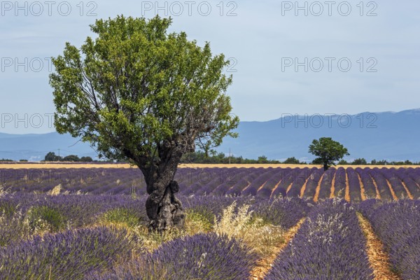 Trees in a lavender field, flowering true lavender (Lavandula angustifolia), near Puimoisson,