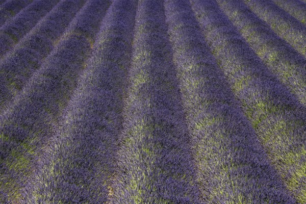 Lavender field, flowering true lavender (Lavandula angustifolia), near Puimoisson, Plateau de