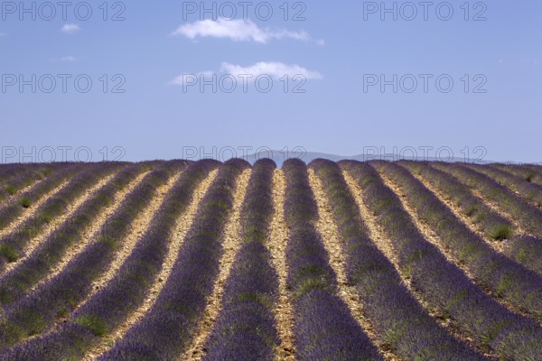 Lavender field, flowering true lavender (Lavandula angustifolia), near Valensole, Provence,
