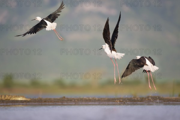 Flying Black-winged stilts (Himantopus himantopus), Kwazulu Natal Province, South Africa, Africa