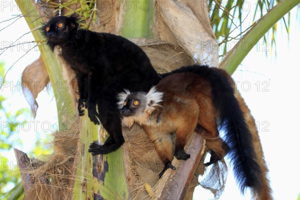 Black lemurs (Eulemur macaco), pair, Nosy black lemur, Madagascar, Africa