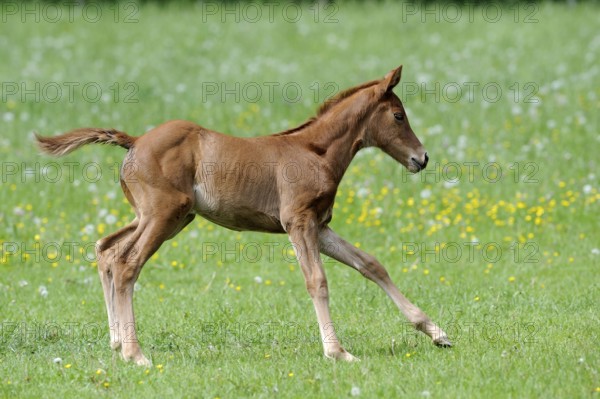 English thoroughbred, foal, lateral