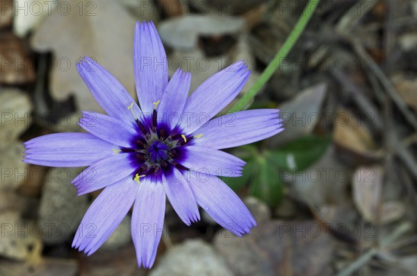 Mountain lettuce, blue lettuce (Lactuca perennis), blue lettuce in flower