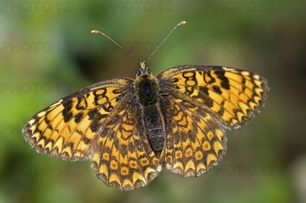 Brush-footed butterfly (Nymphalidae), Other animals, Insects, Butterflies, Animals, Glanville