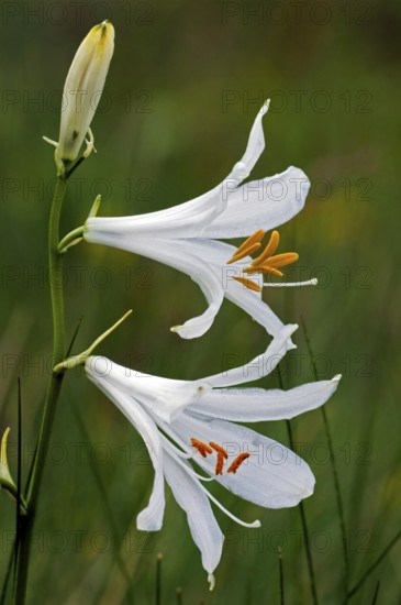 White funnel lily (Paradisea liliastrum), White paradise lily, Alpine paradise lily, Affodil
