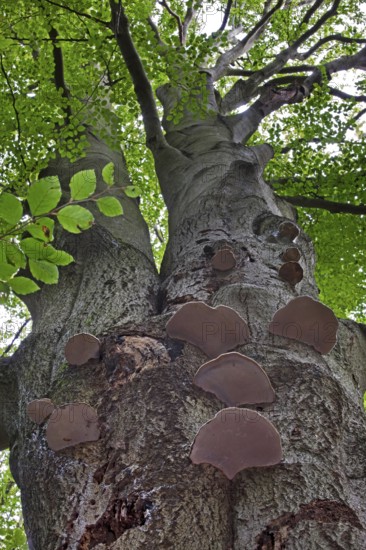 Tinder fungi (Fomes fomentarius) (Polyporus fomentarius) growing on tree trunk in forest