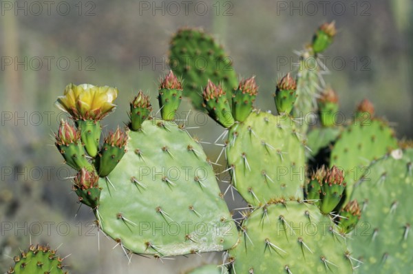 Engelmann's prickly pear (Opuntia engelmannii), cow's tongue cactus, Texas prickly pear in flower