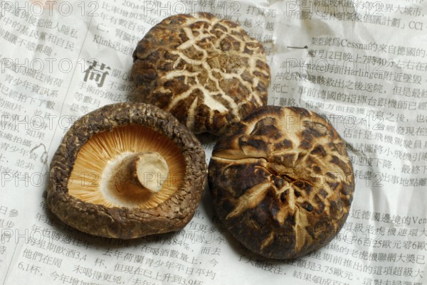 Shitake mushrooms, dried, on Chinese newspaper, Shiitake (Lentinus edodes) Shitake, medicinal