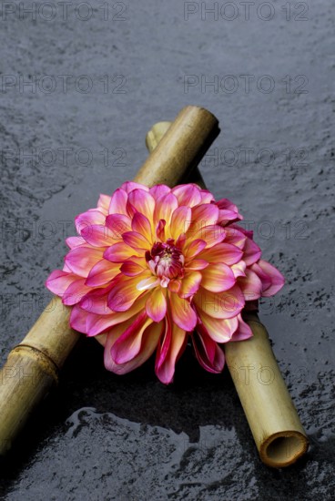 Dahlia 'Carribean Fantasy' on bamboo cane (Dahlia hybrida)