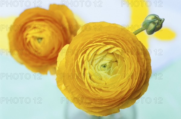 Persian Buttercup (Ranunculus asiaticus) buttercup, buttercup, buttercup