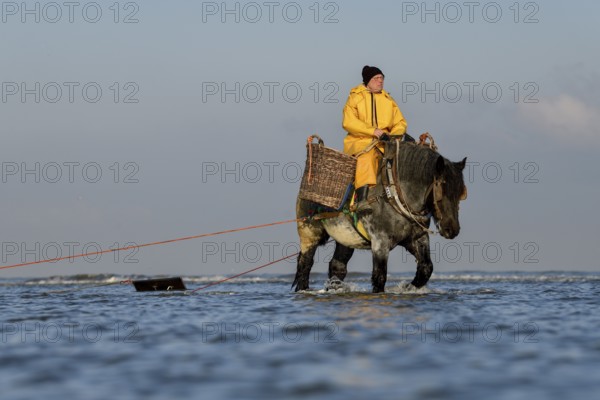 Horse fishermen catching Brown shrimp (Crangon crangon), Koksijde, North Sea coast, province of