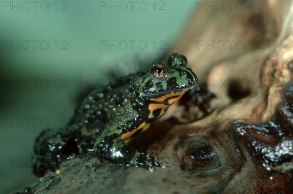 Oriental Fire-bellied Toad (Bombina orientalis)