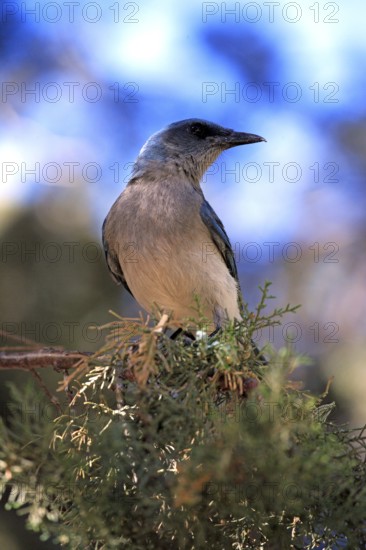 Gray-breasted Jay, Sonora Desert, Arizona, USA (Aphelocoma ultramarina), Mexican Jay