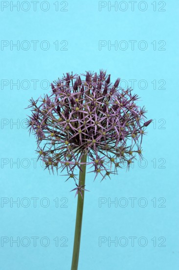 Star of Persia (Allium christophii)